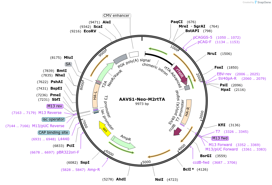 60843-plasmid-map-sequence-id-376618