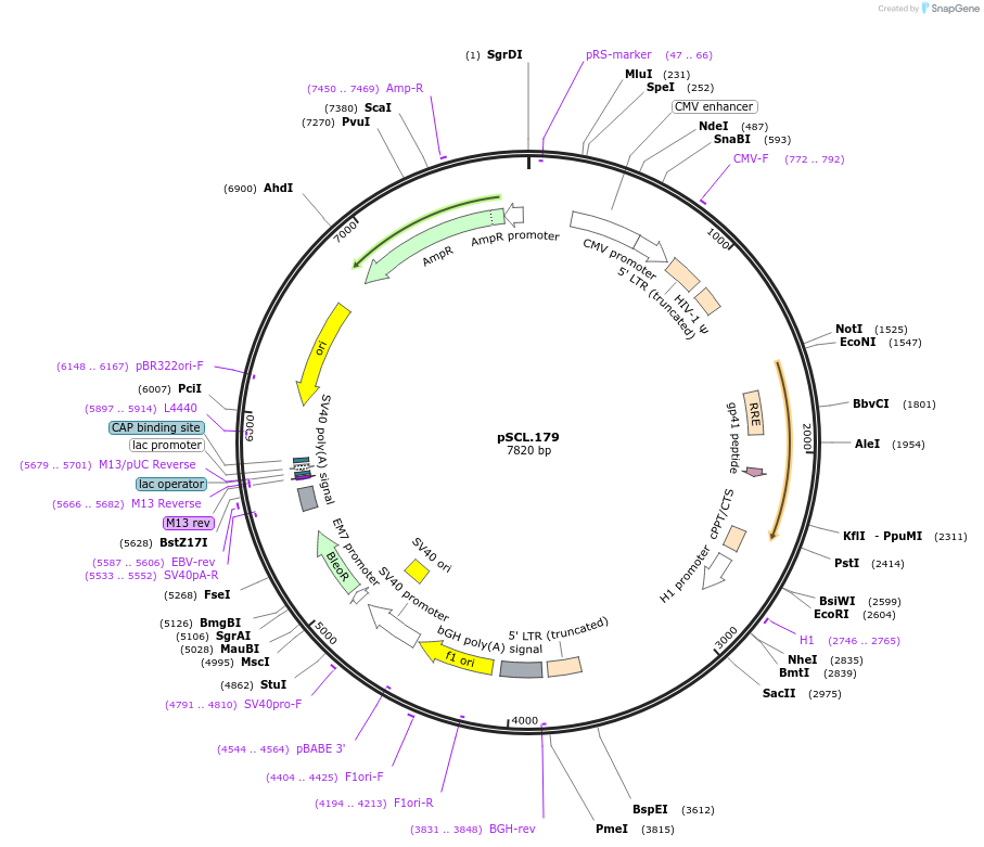 185000-plasmid-map-sequence-id-376622