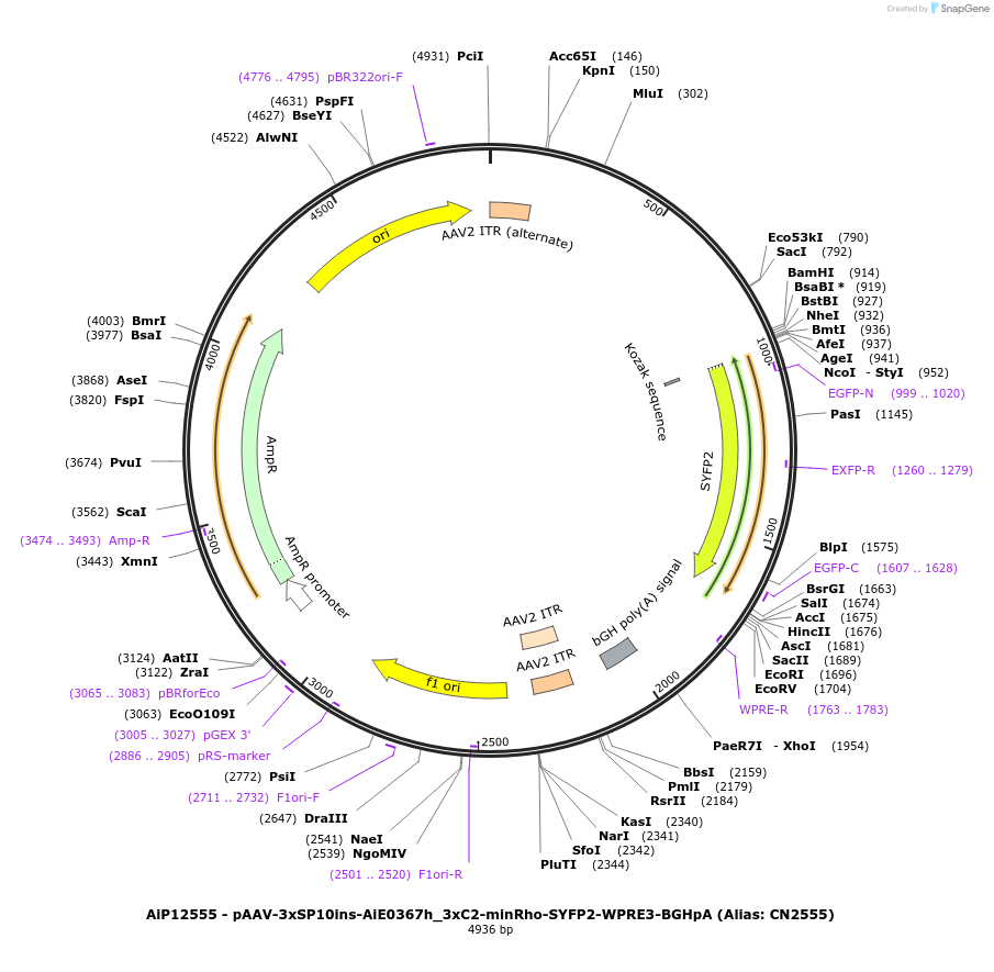 191722-plasmid-map-sequence-id-376643
