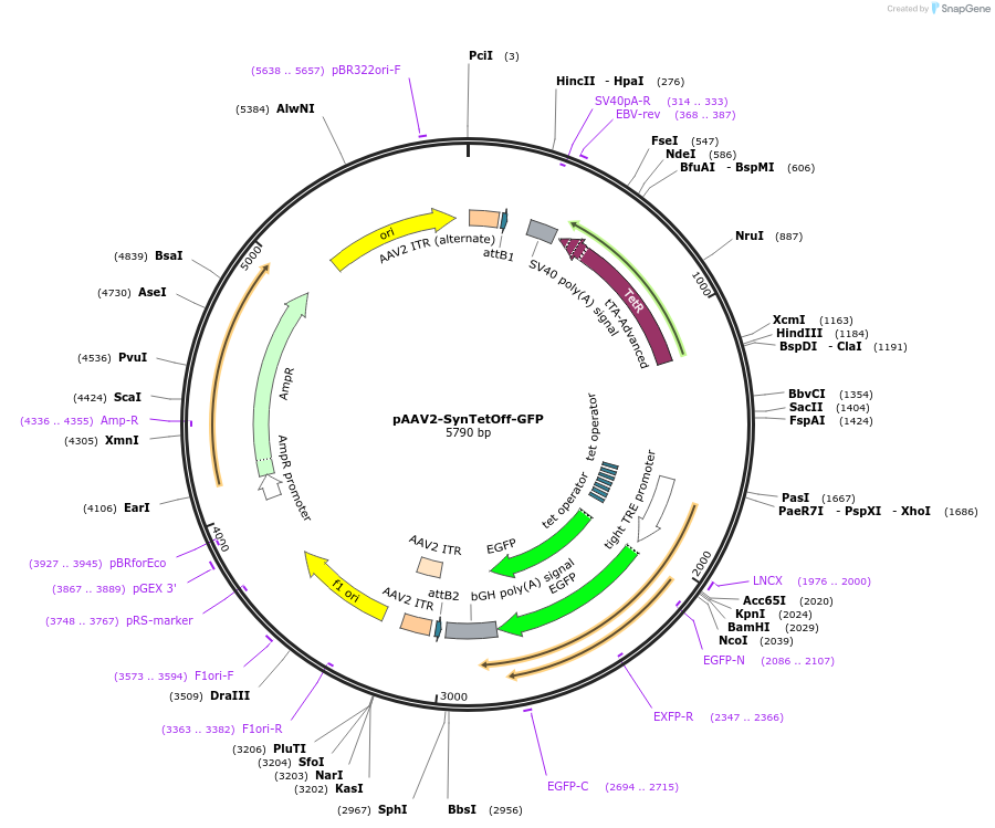 190231-plasmid-map-sequence-id-376647