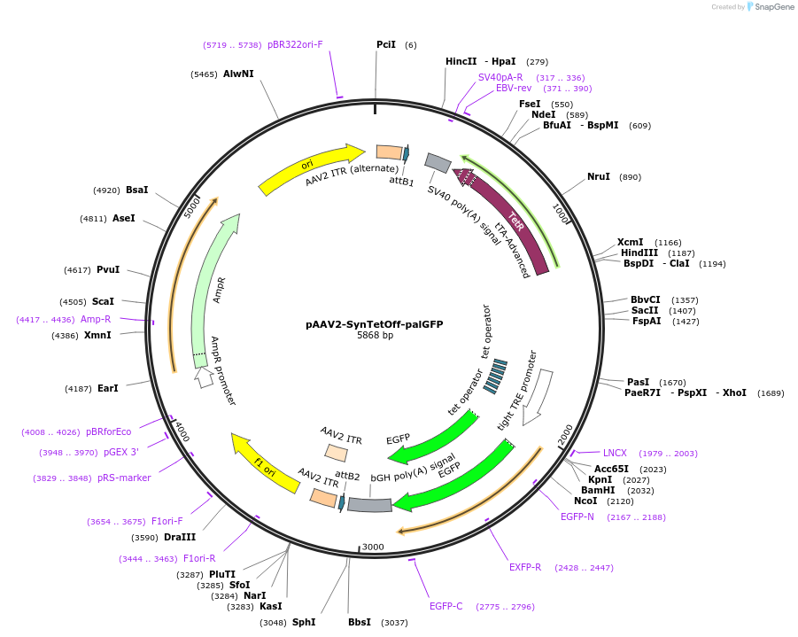 190232-plasmid-map-sequence-id-376649