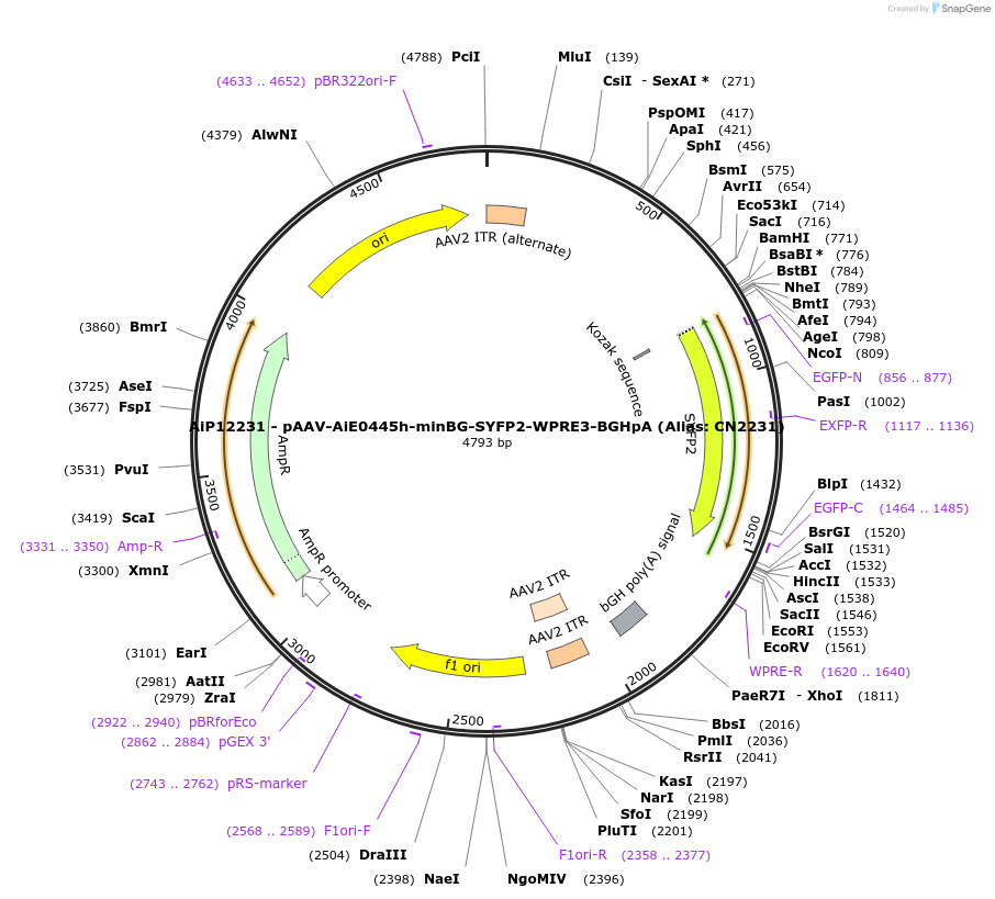 191714-plasmid-map-sequence-id-376660