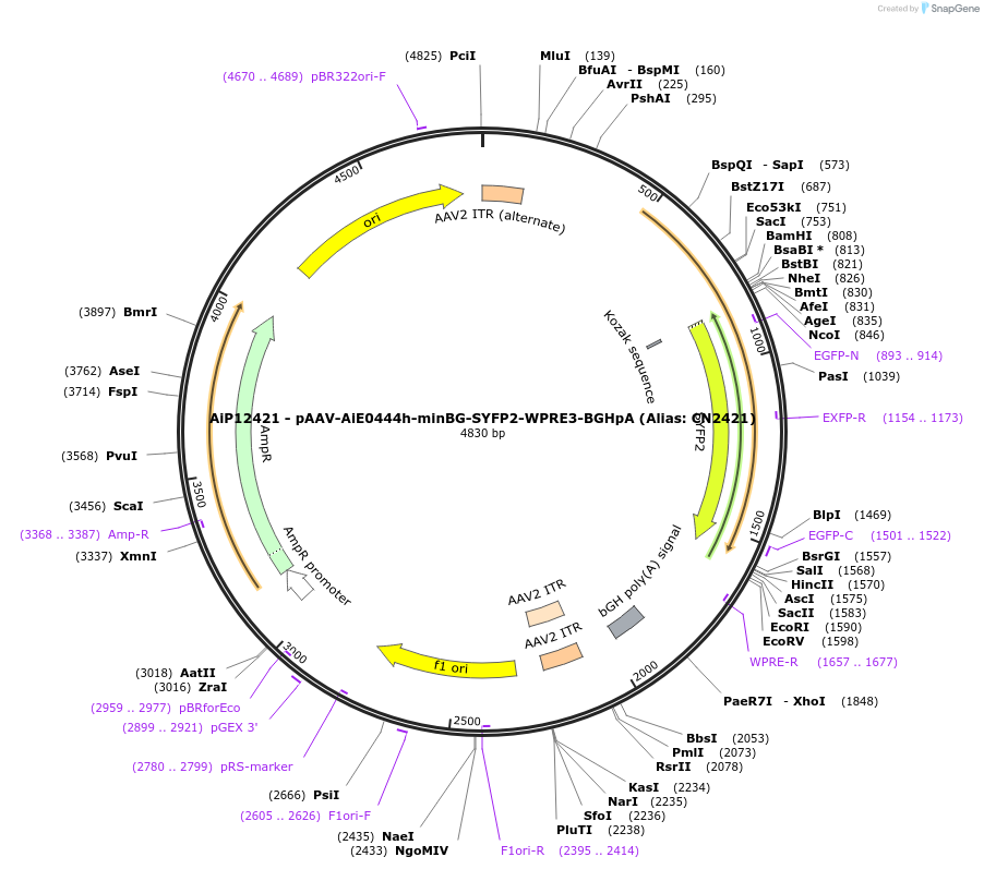 191713-plasmid-map-sequence-id-376664