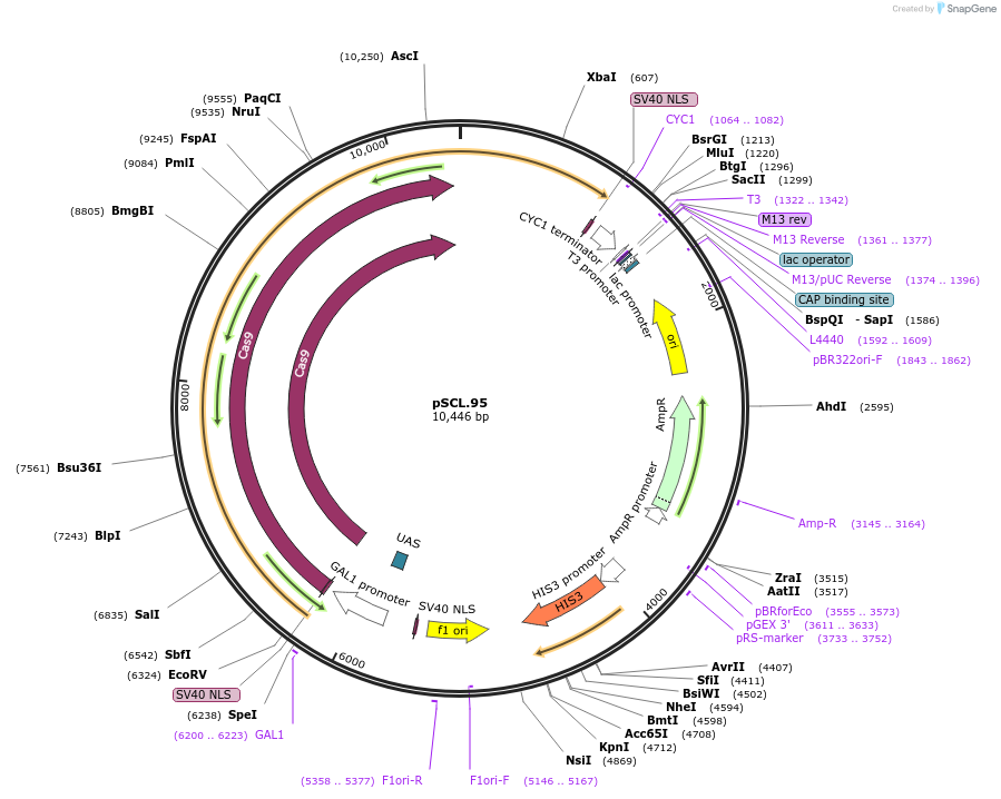184986-plasmid-map-sequence-id-376666
