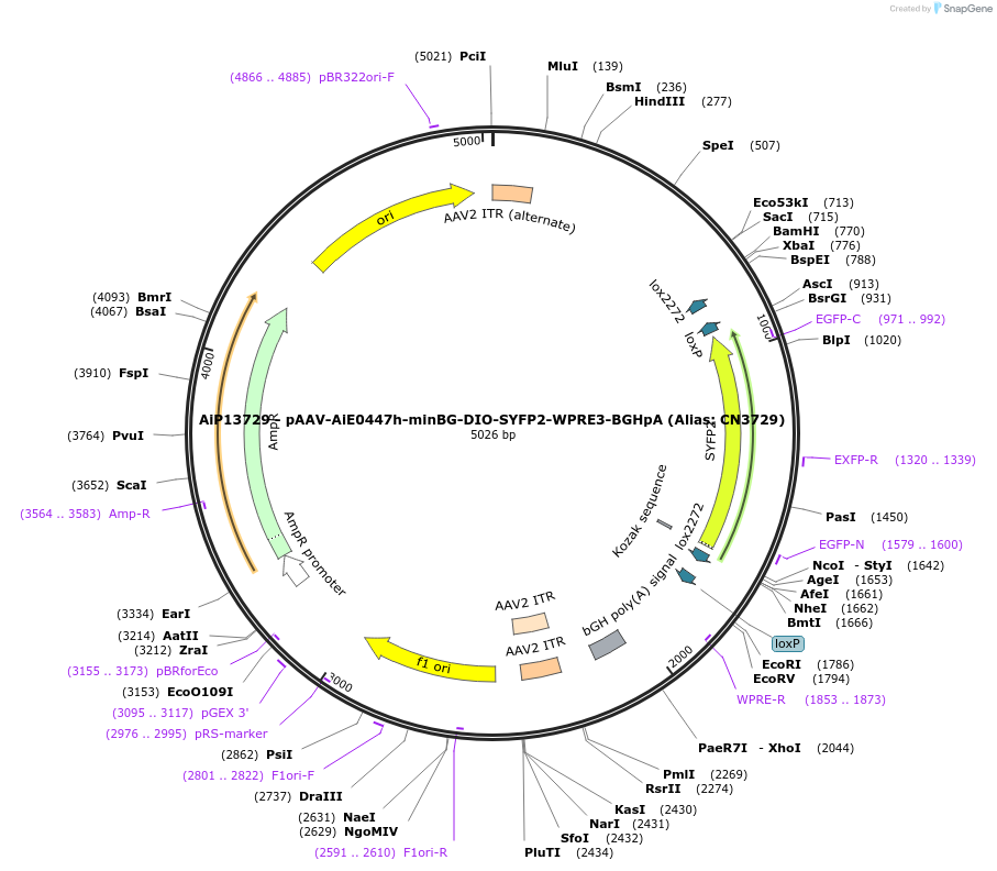 191734-plasmid-map-sequence-id-376668