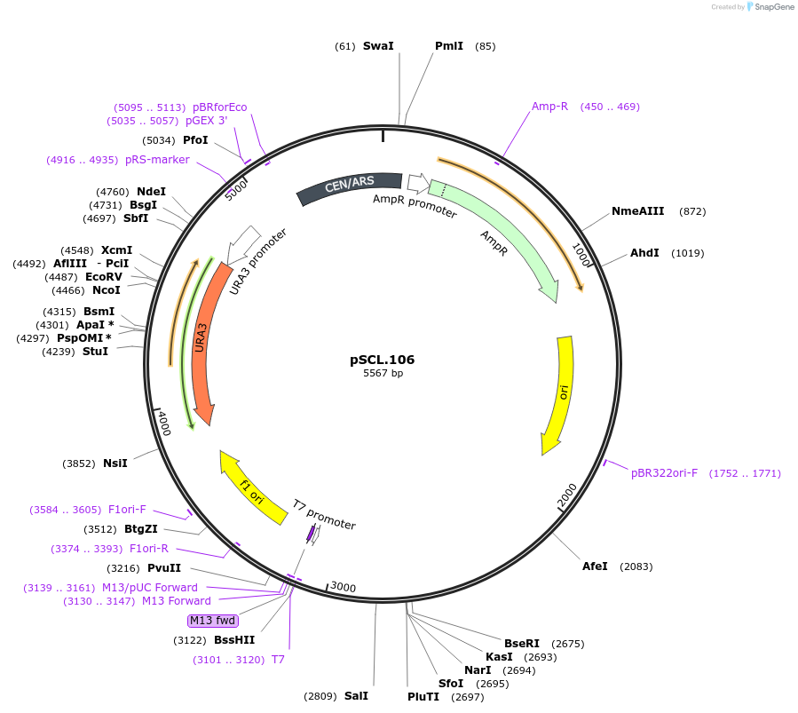184975-plasmid-map-sequence-id-376674
