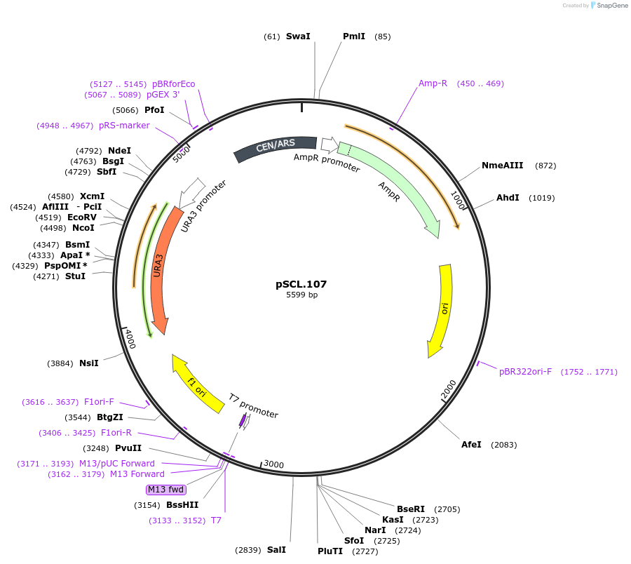 184976-plasmid-map-sequence-id-376676