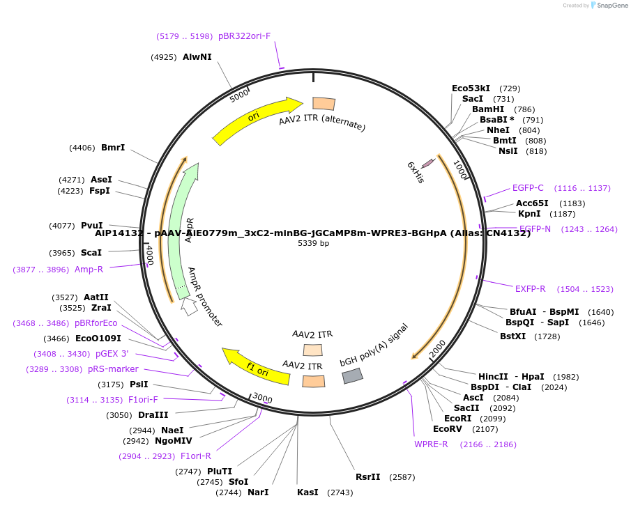 191735-plasmid-map-sequence-id-376677