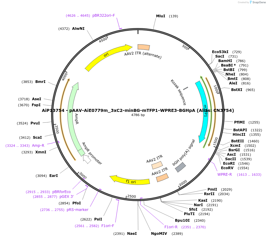 191733-plasmid-map-sequence-id-376678