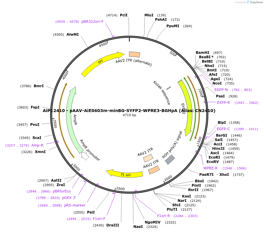 191738-plasmid-map-sequence-id-376687