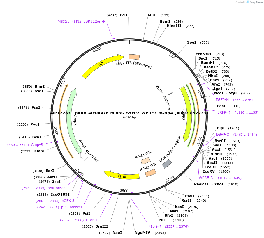 191711-plasmid-map-sequence-id-376689