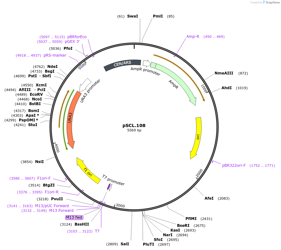 184977-plasmid-map-sequence-id-376690