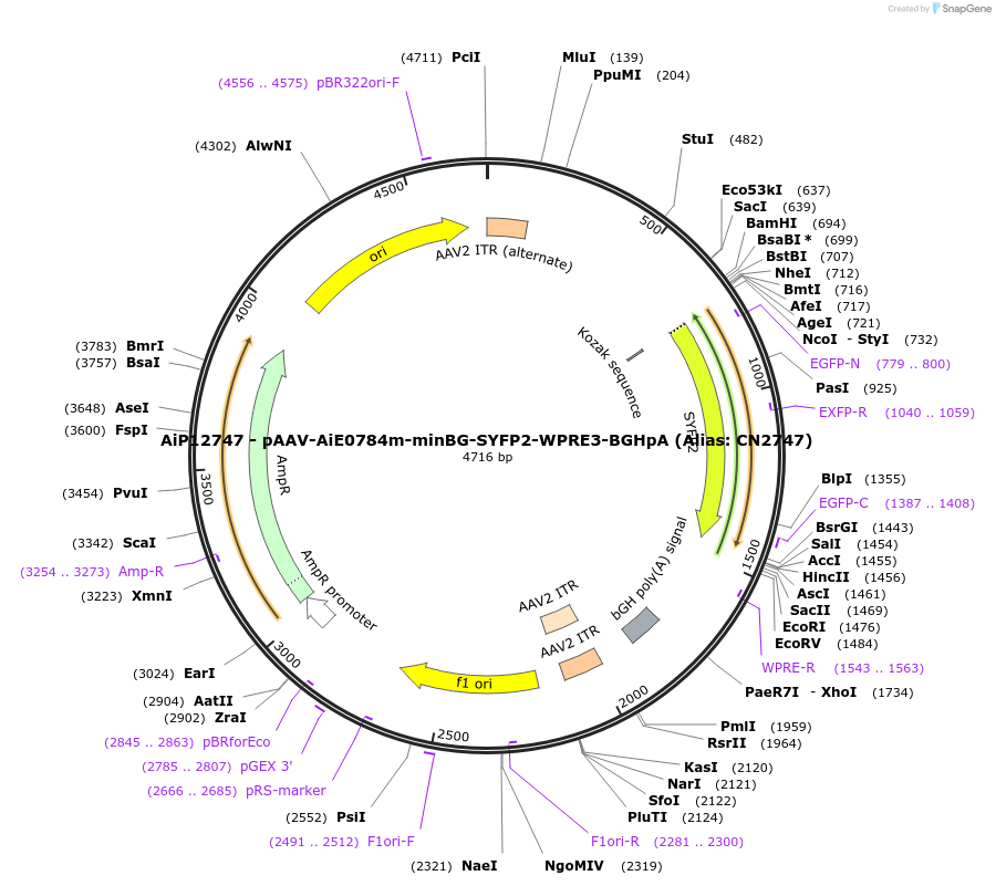 191710-plasmid-map-sequence-id-376700