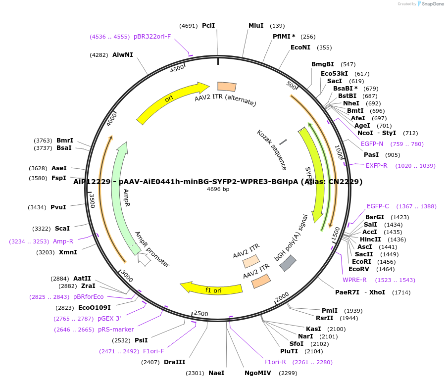 191718-plasmid-map-sequence-id-376701
