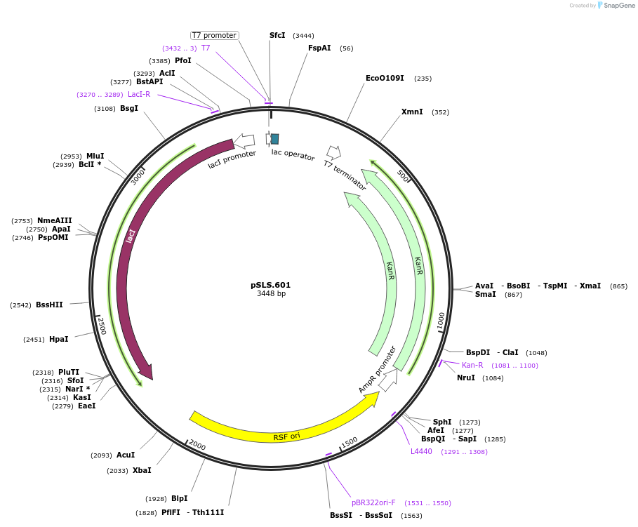 184955-plasmid-map-sequence-id-376707