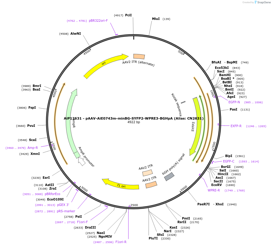 191719-plasmid-map-sequence-id-376708
