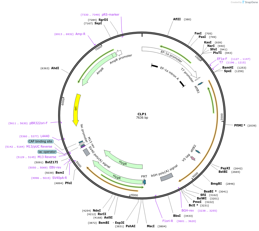 155462-plasmid-map-sequence-id-376712