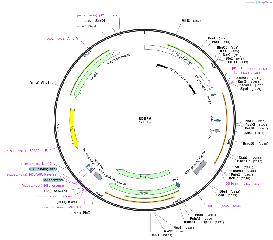 155879-plasmid-map-sequence-id-376713