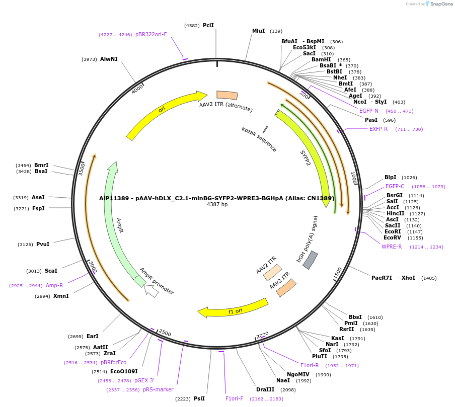 191724-plasmid-map-sequence-id-376715