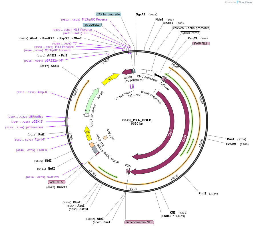 190145-plasmid-map-sequence-id-376721