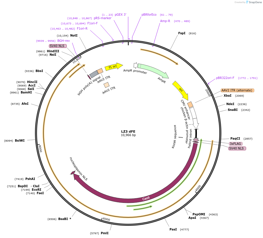 190144-plasmid-map-sequence-id-376723