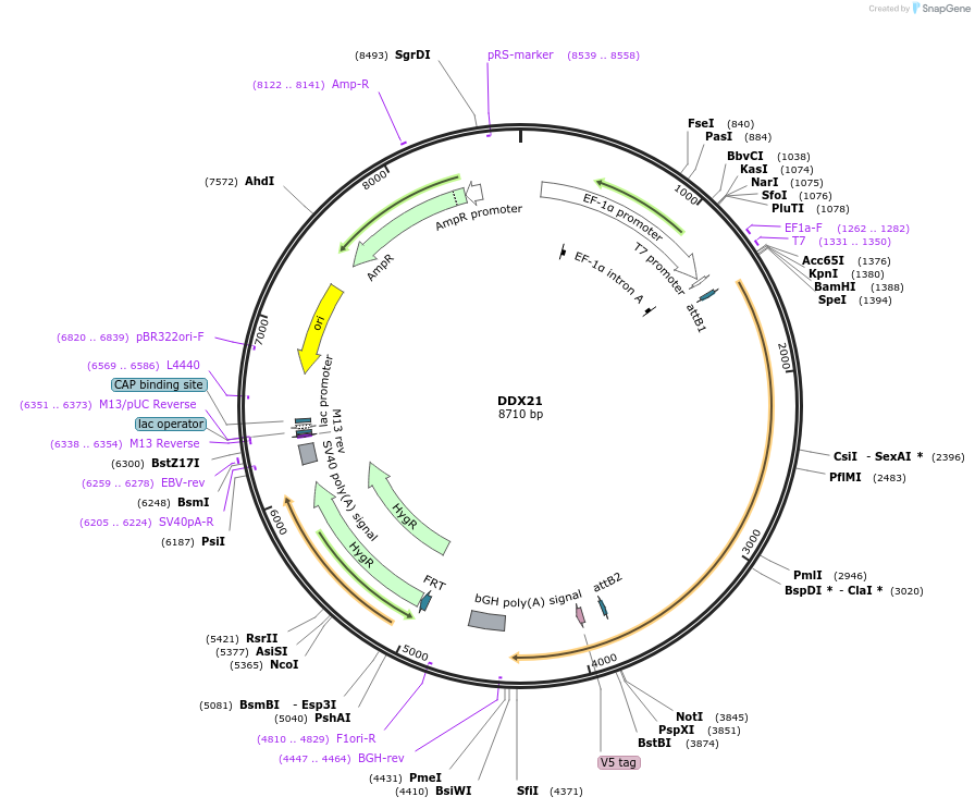 155510-plasmid-map-sequence-id-376728
