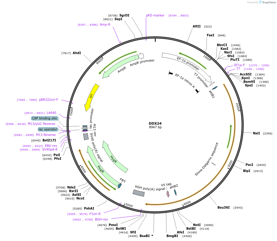 155512-plasmid-map-sequence-id-376729