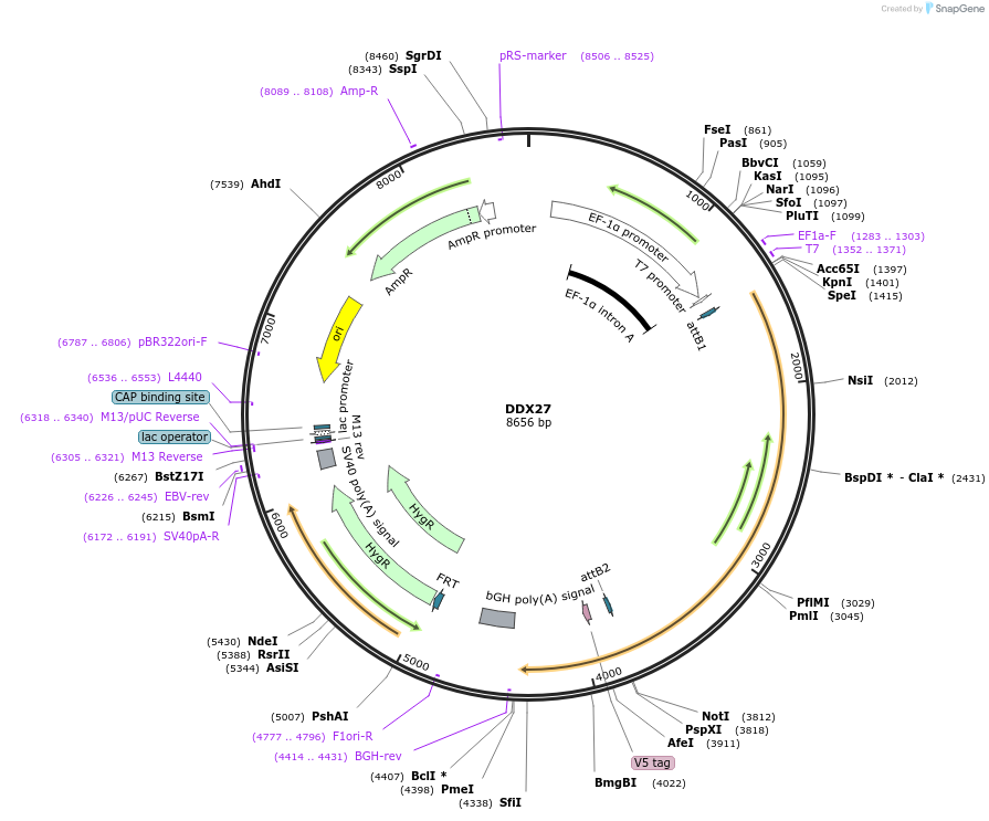 155513-plasmid-map-sequence-id-376731