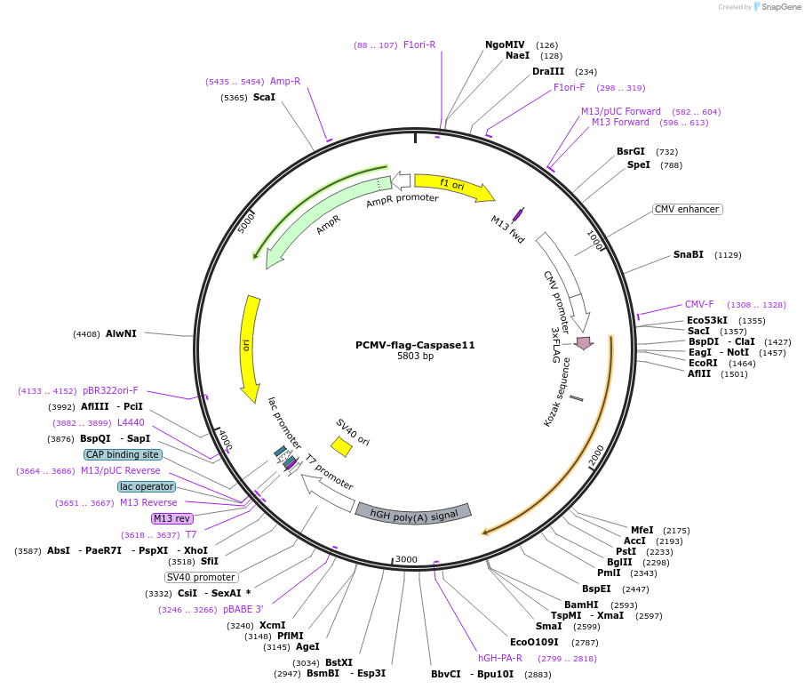21145-plasmid-map-sequence-id-376732