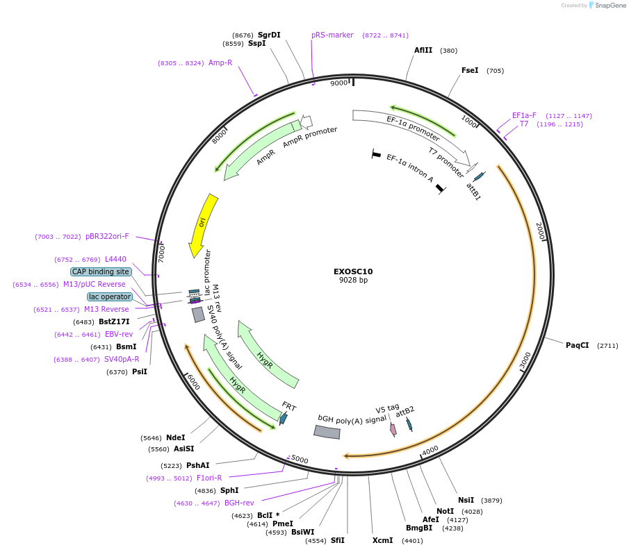155589-plasmid-map-sequence-id-376739