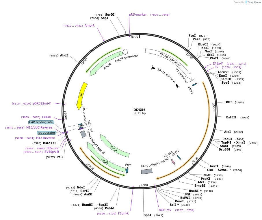 155530-plasmid-map-sequence-id-376740