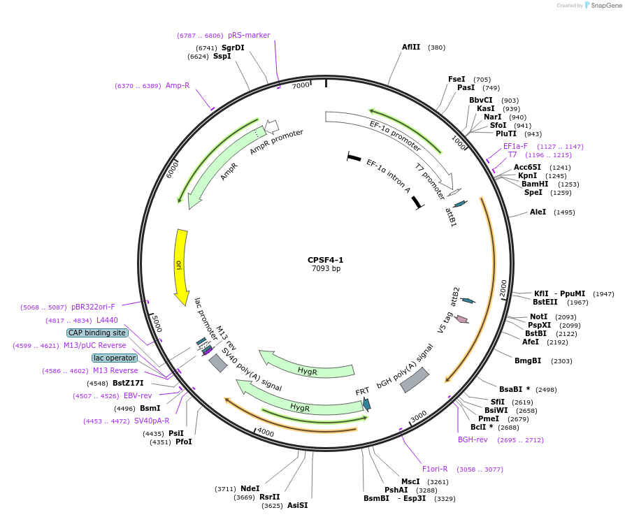 155478-plasmid-map-sequence-id-376743