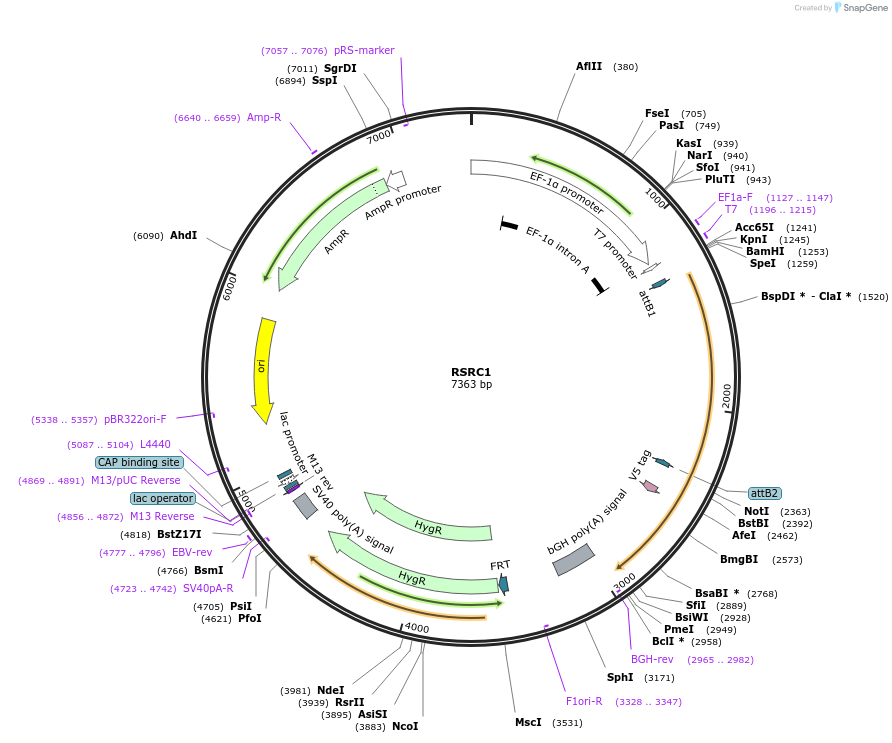 155983-plasmid-map-sequence-id-376744
