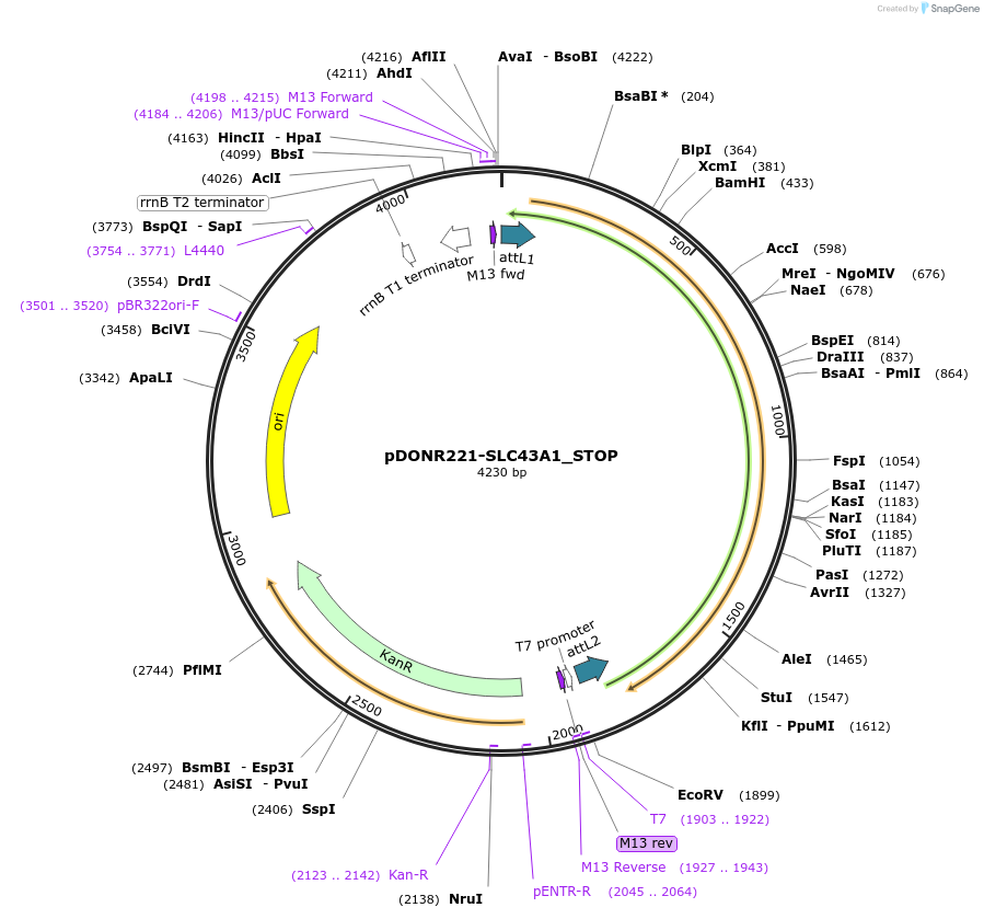 161344-plasmid-map-sequence-id-376746