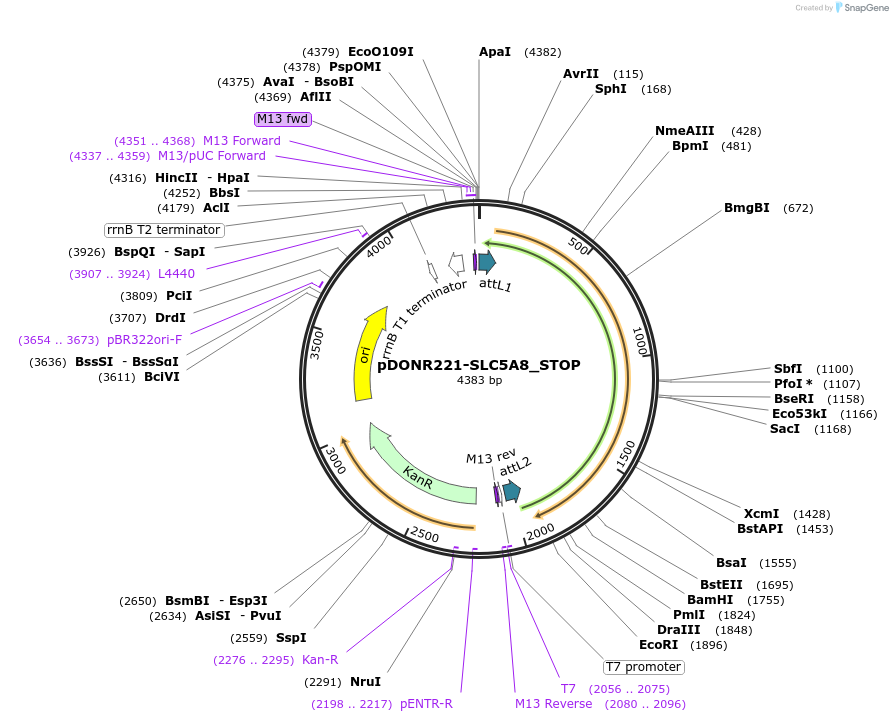 161384-plasmid-map-sequence-id-376752