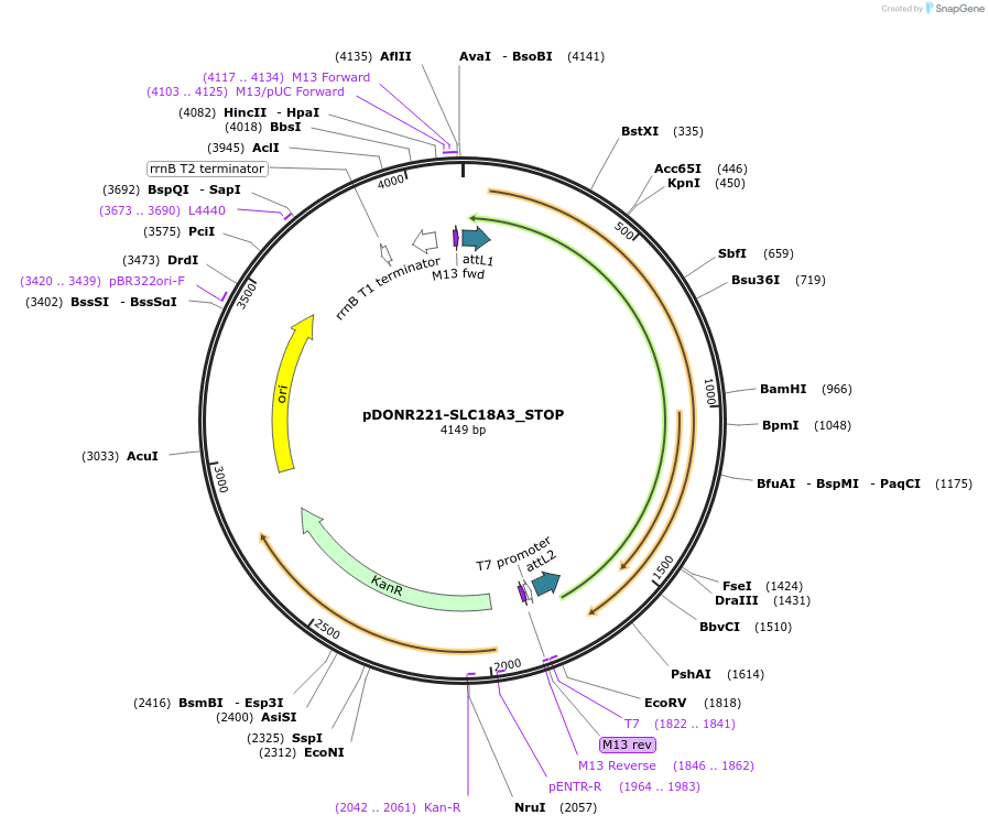 161175-plasmid-map-sequence-id-376753