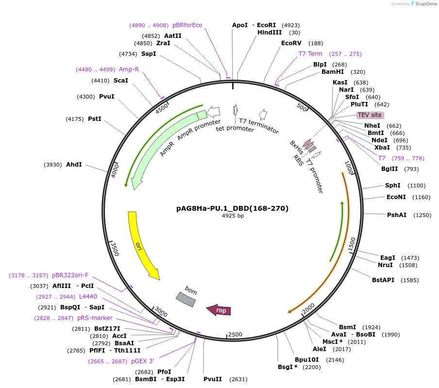 188053-plasmid-map-sequence-id-376754