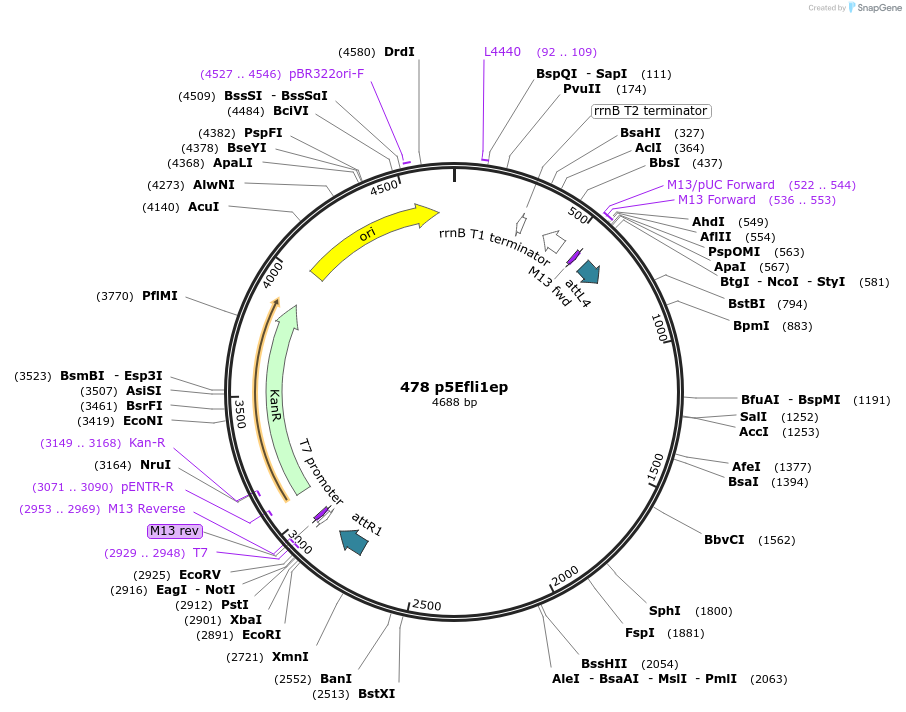31160-plasmid-map-sequence-id-37677