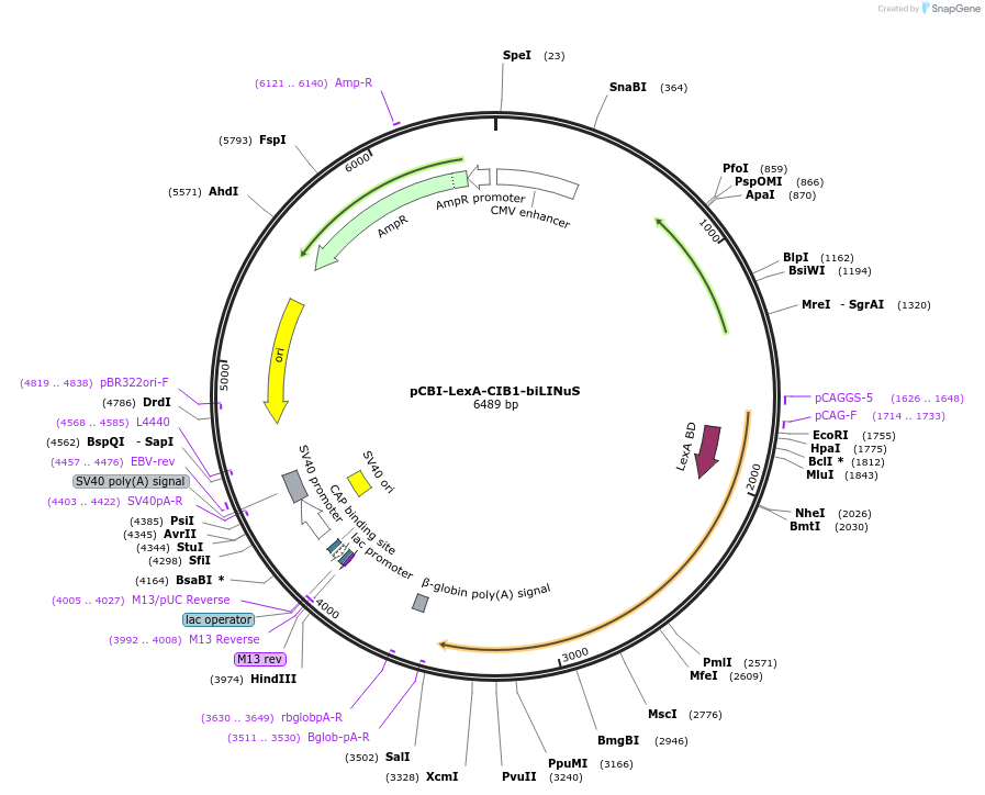 192605-plasmid-map-sequence-id-376796