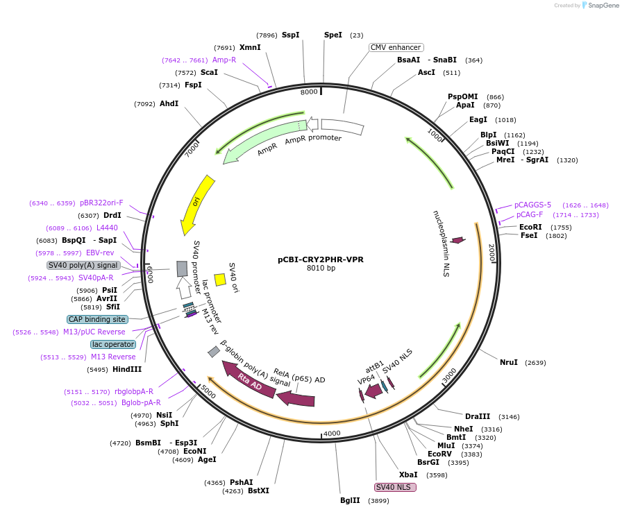 192606-plasmid-map-sequence-id-376797