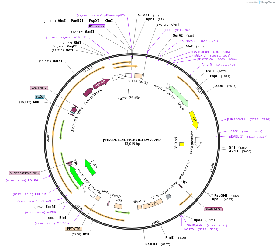 192610-plasmid-map-sequence-id-376800