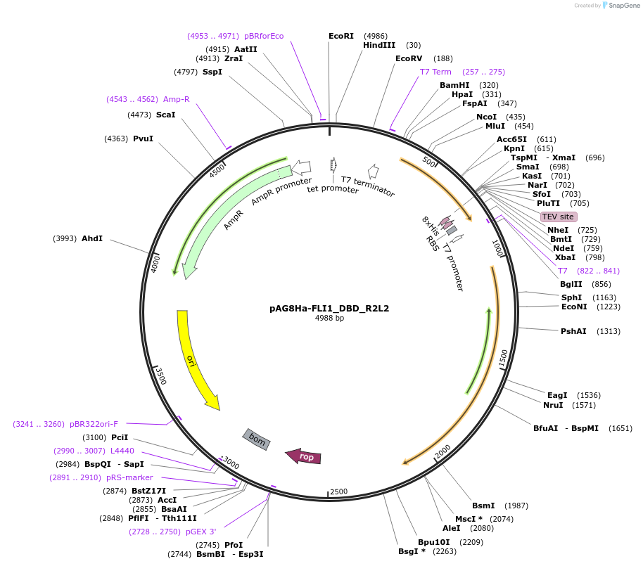 188049-plasmid-map-sequence-id-376801