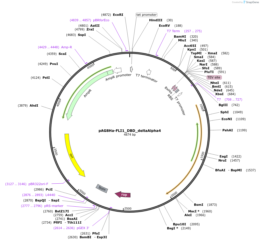 188050-plasmid-map-sequence-id-376803