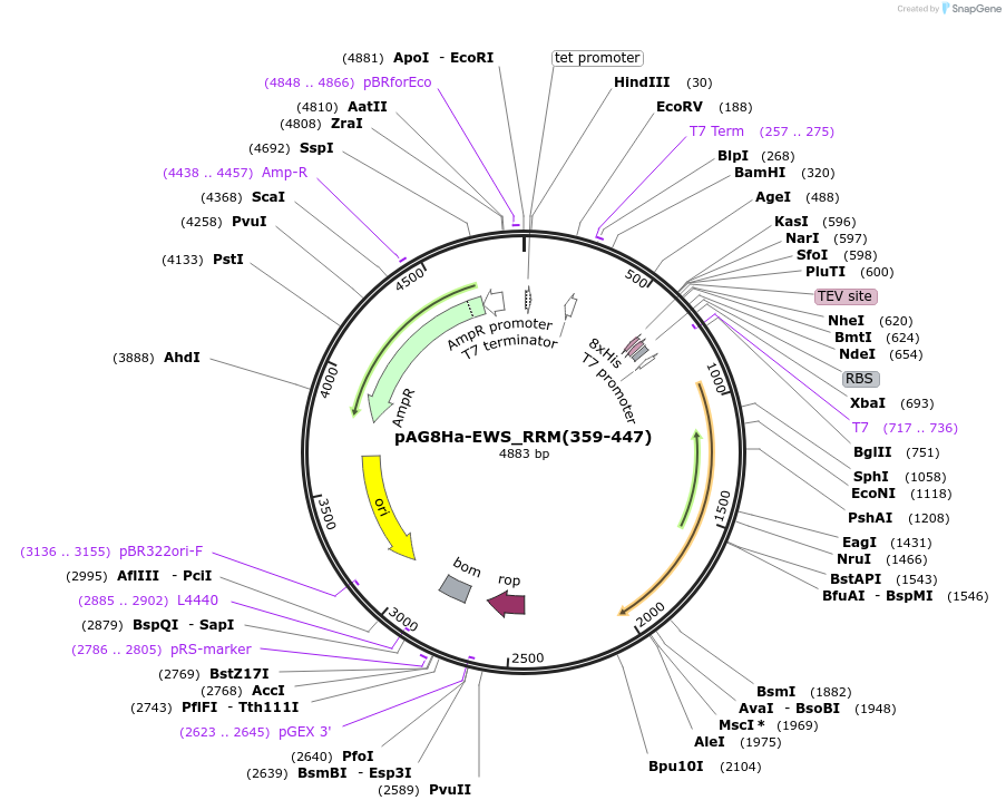 188045-plasmid-map-sequence-id-376804