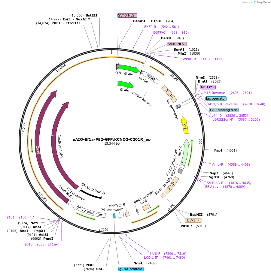 185061-plasmid-map-sequence-id-376807