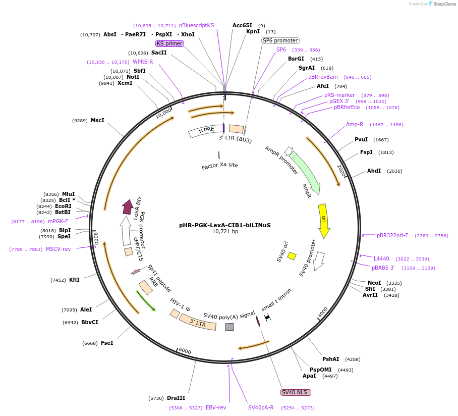 192607-plasmid-map-sequence-id-376878