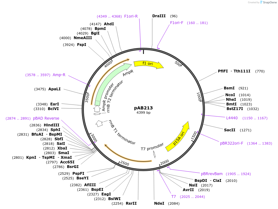 101677-plasmid-map-sequence-id-376882