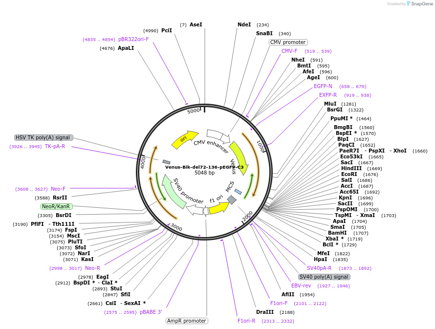 191411-plasmid-map-sequence-id-376884