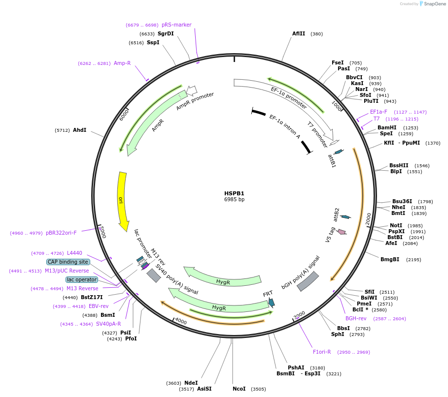 155670-plasmid-map-sequence-id-376889