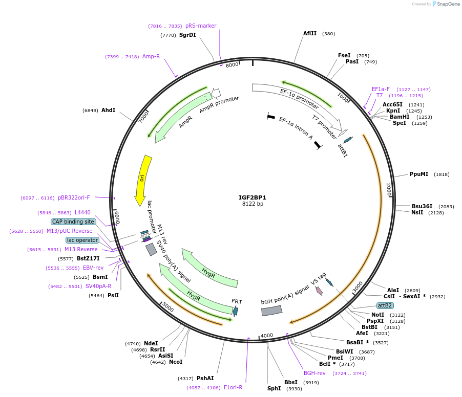 155676-plasmid-map-sequence-id-376890